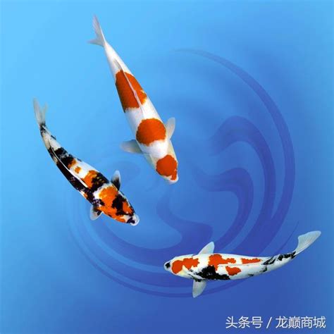 錦鯉品種介紹|錦鯉魚:物種發展,生活習性,種類介紹,紅白錦鯉,大正三色錦鯉,寫鯉,。